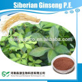 Ginseng Siberiano de alta calidad PE